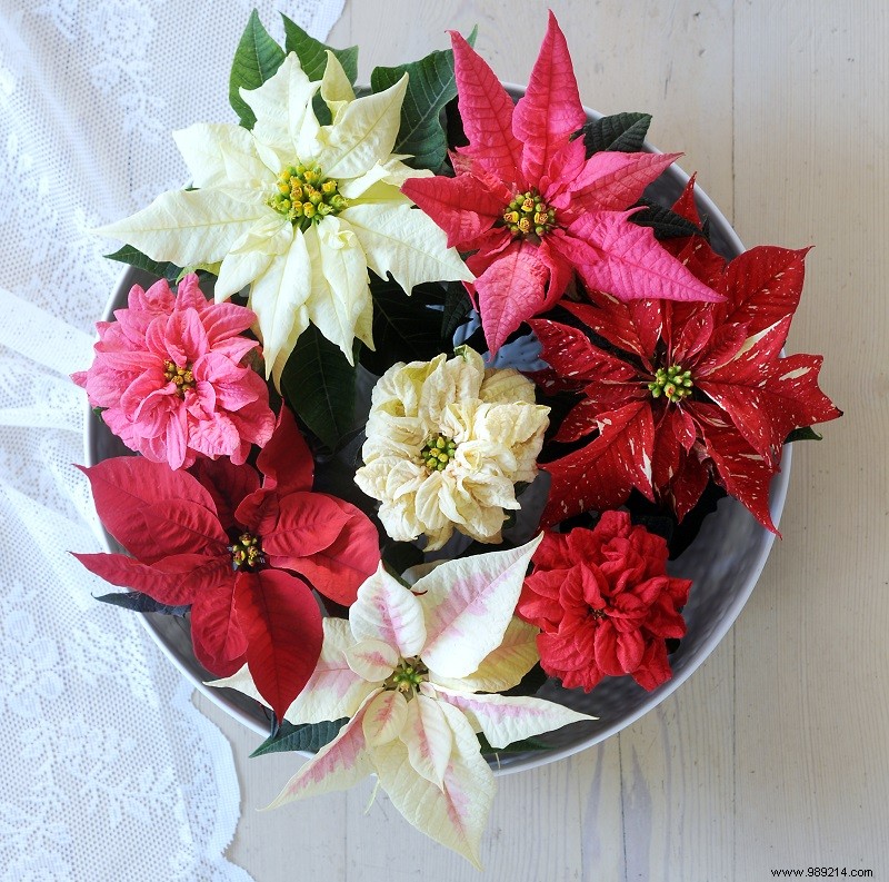 5 Creative Ways to Style Poinsettias for Holiday Cheer