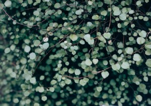 Transform Your Garden into a Festive Christmas Wonderland