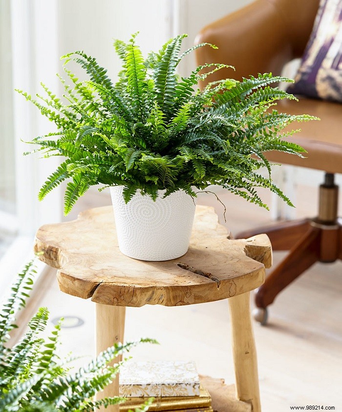 Expert Guide: Top 5 Houseplants for Air Purification, Beauty, and Easy Care
