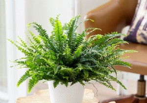 Expert Guide: Top 5 Houseplants for Air Purification, Beauty, and Easy Care