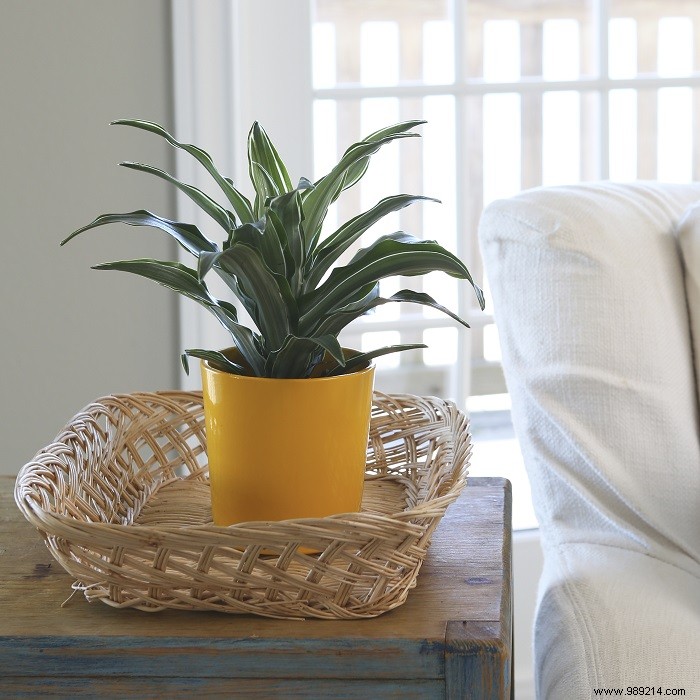 Expert Guide: Top 5 Houseplants for Air Purification, Beauty, and Easy Care