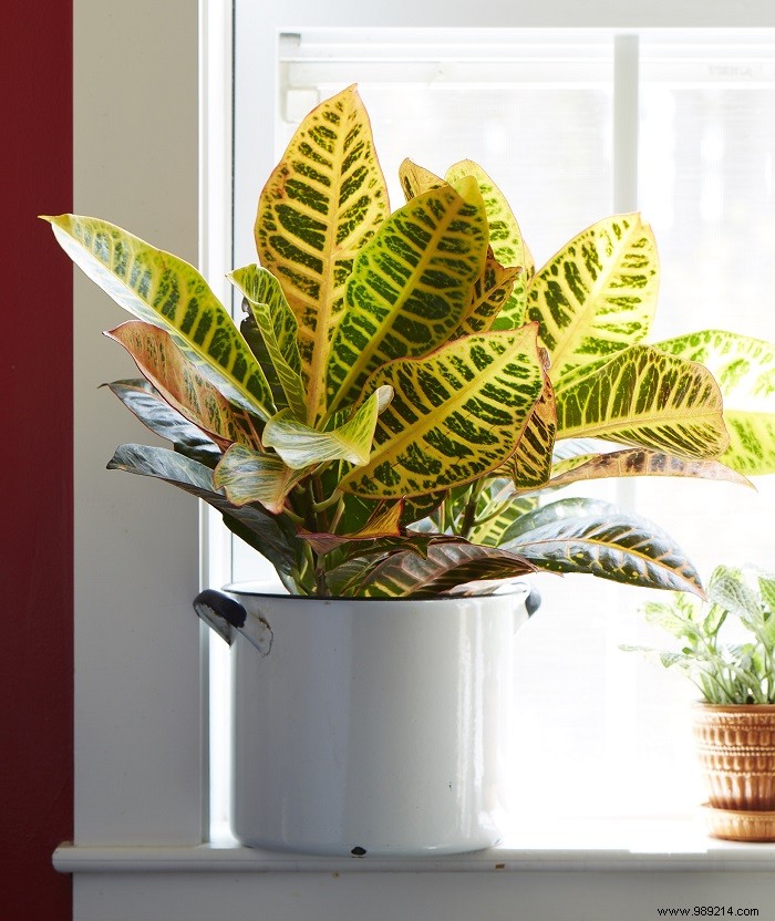 Expert Guide: Top 5 Houseplants for Air Purification, Beauty, and Easy Care
