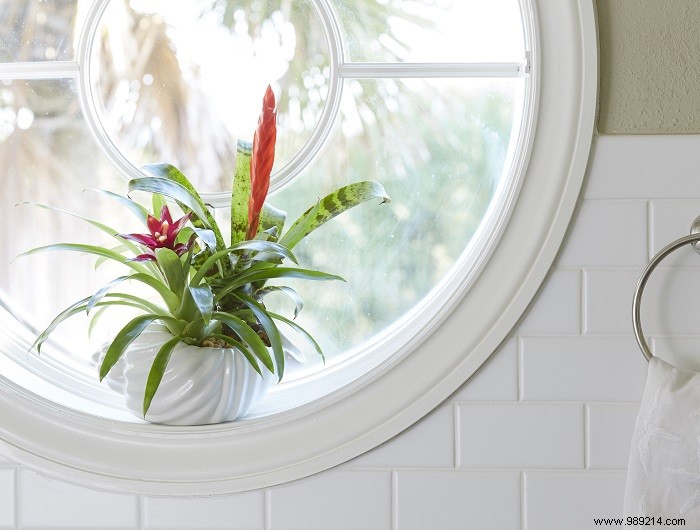 Expert Guide: Top 5 Houseplants for Air Purification, Beauty, and Easy Care
