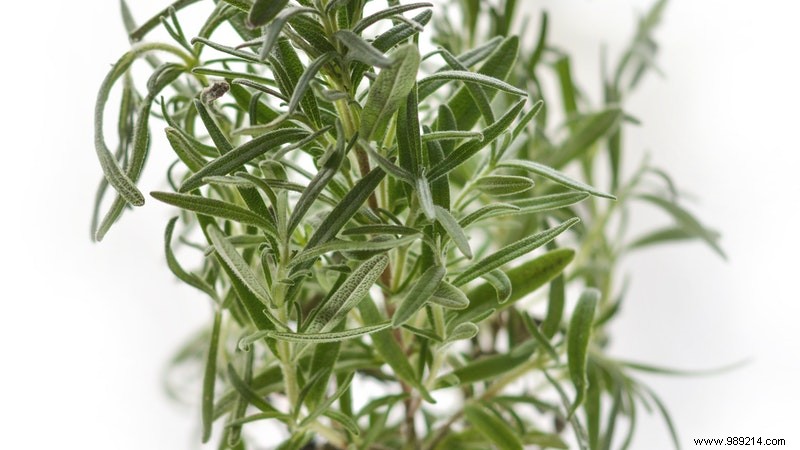 Grow These 6 Aromatic Herbs Indoors: Fresh Scents, Flavors, and Health Benefits