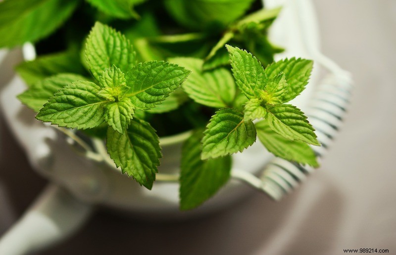 Grow These 6 Aromatic Herbs Indoors: Fresh Scents, Flavors, and Health Benefits