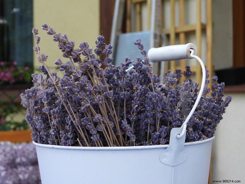 Grow These 6 Aromatic Herbs Indoors: Fresh Scents, Flavors, and Health Benefits