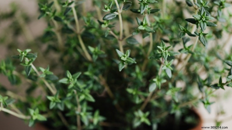 Grow These 6 Aromatic Herbs Indoors: Fresh Scents, Flavors, and Health Benefits