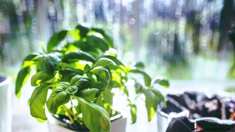 Grow These 6 Aromatic Herbs Indoors: Fresh Scents, Flavors, and Health Benefits