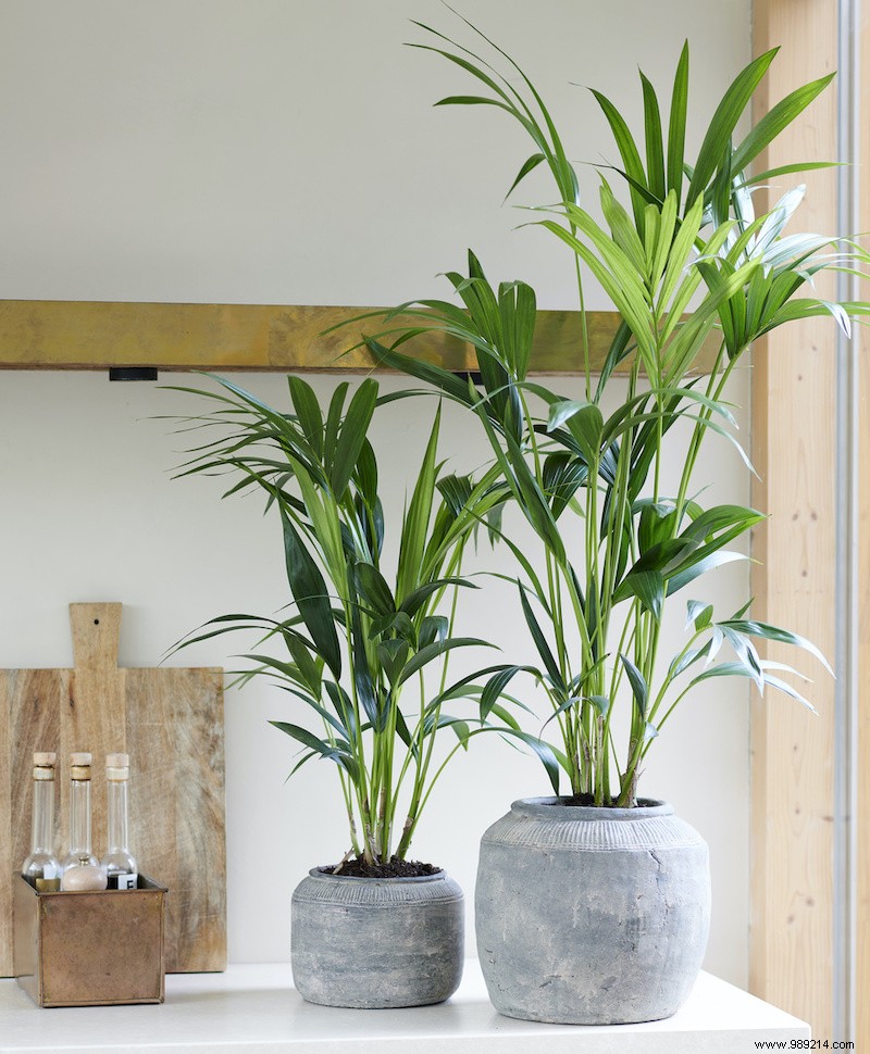 7 Easy Houseplants for Low Light and Winter: Kentia Palm and More