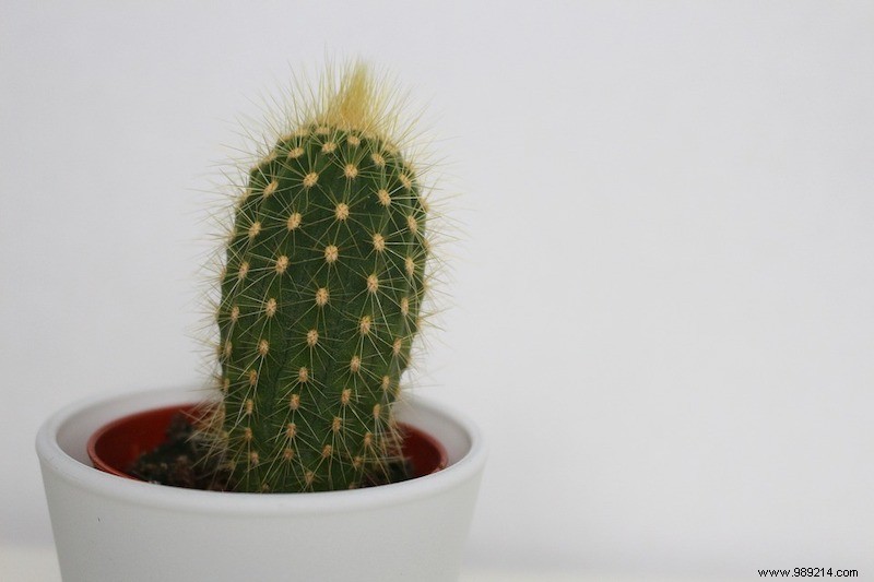 7 Easy Houseplants for Low Light and Winter: Kentia Palm and More