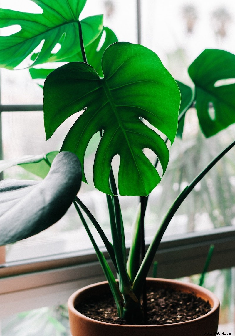 7 Easy Houseplants for Low Light and Winter: Kentia Palm and More