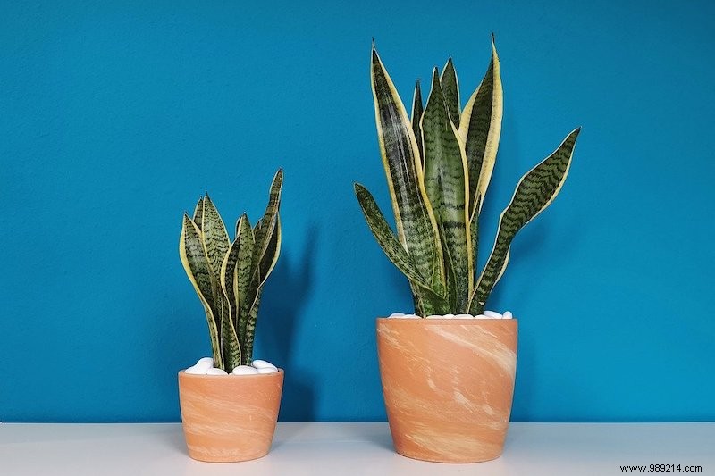 7 Easy Houseplants for Low Light and Winter: Kentia Palm and More