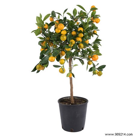 Expert Guide: Crafting a Stunning Mediterranean Garden in Your Backyard