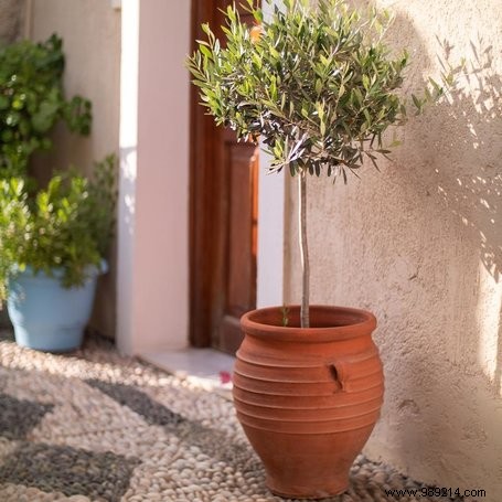 Expert Guide: Crafting a Stunning Mediterranean Garden in Your Backyard