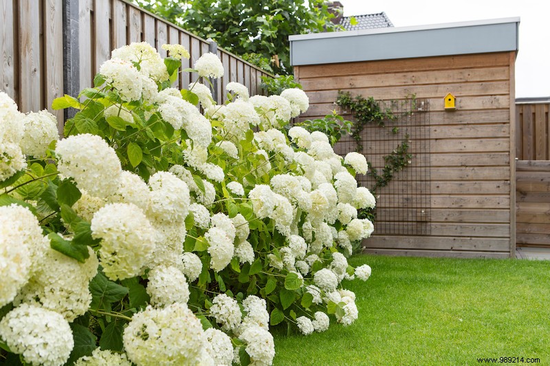 Hydrangeas: Vibrant Summer Stars for Every Garden