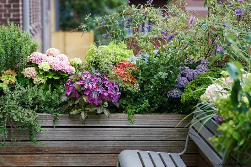 Hydrangeas: Vibrant Summer Stars for Every Garden