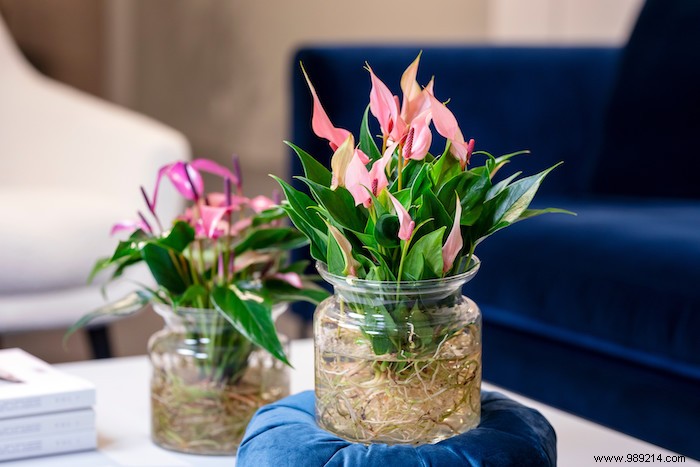 Anthurium: The Flamingo Plant That Purifies Indoor Air and Brightens Your Home