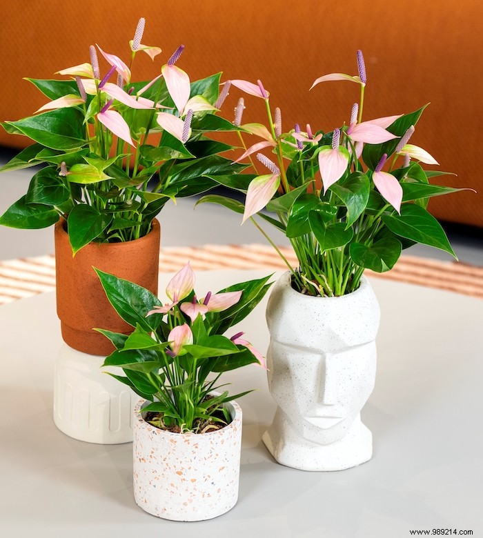Anthurium: The Flamingo Plant That Purifies Indoor Air and Brightens Your Home