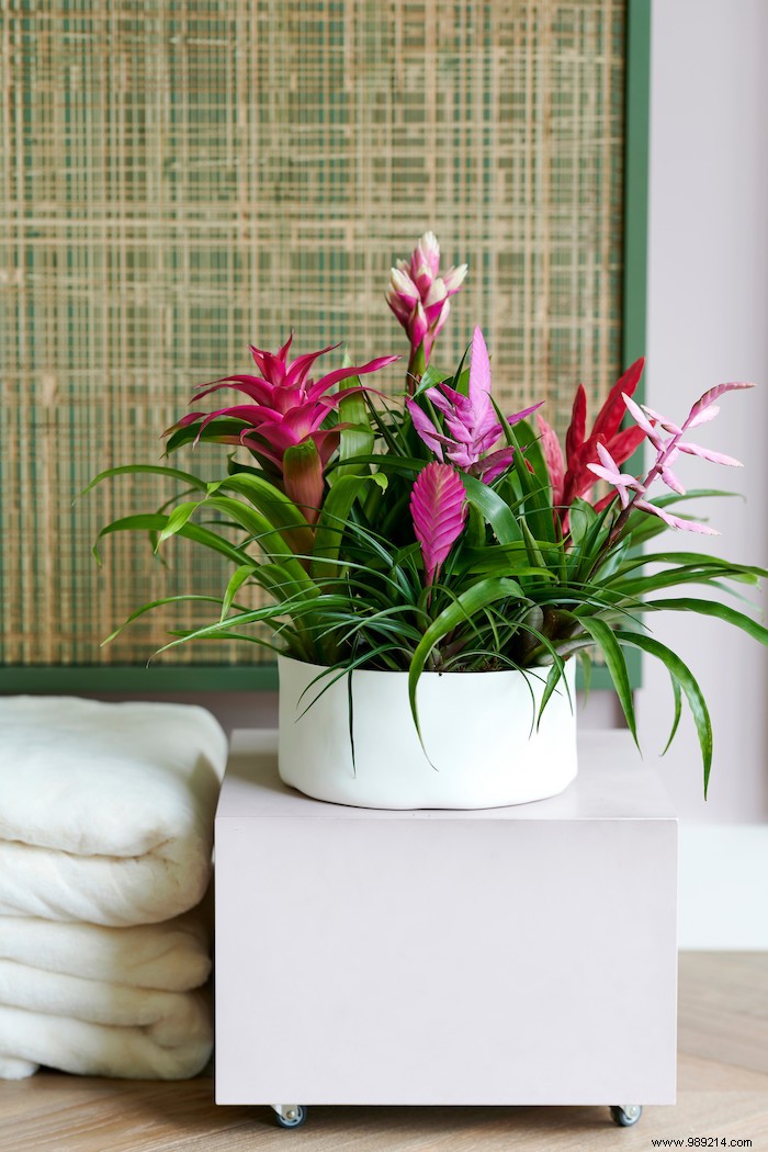 Bromeliads: Vibrant Tropical Houseplants That Thrive Indoors