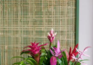 Bromeliads: Vibrant Tropical Houseplants That Thrive Indoors