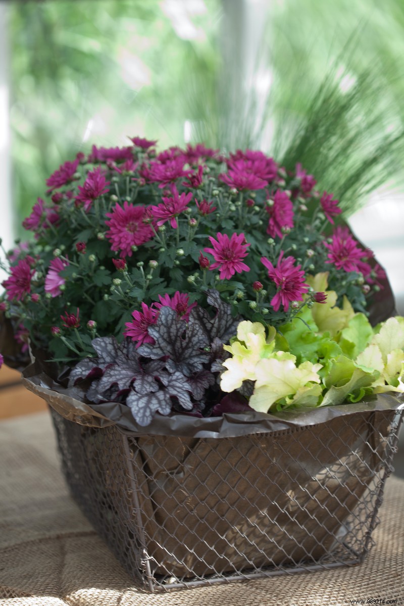 Expert Fall Gardening Tips: Hardy Plants for Balconies, Pots, and Small Spaces