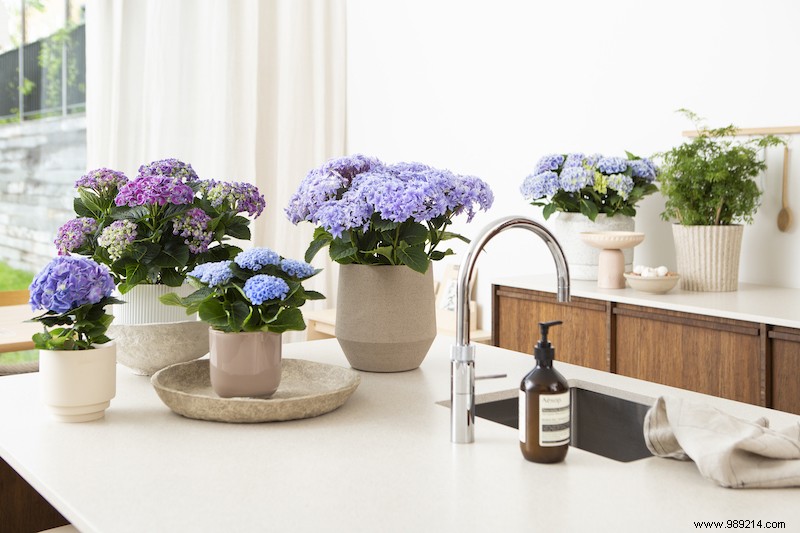 Indoor Hydrangeas: Vibrant Blooms for Every Room in Your Home