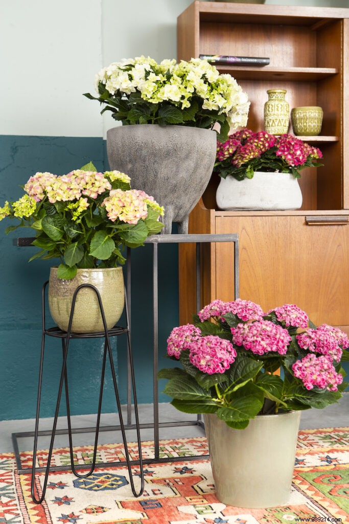 Indoor Hydrangeas: Vibrant Blooms for Every Room in Your Home