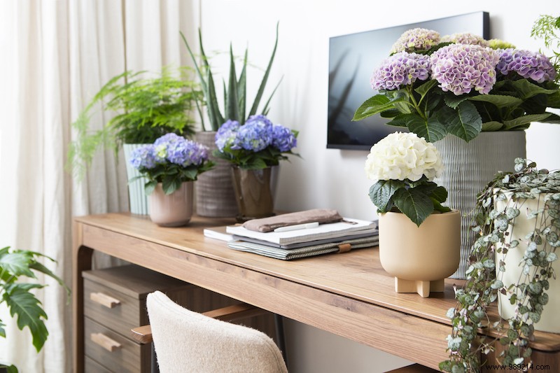 Indoor Hydrangeas: Vibrant Blooms for Every Room in Your Home