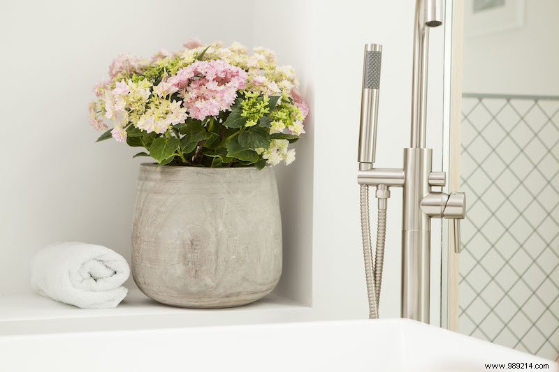 Indoor Hydrangeas: Vibrant Blooms for Every Room in Your Home