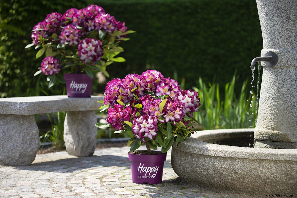 Happydendron: The Award-Winning Rhododendron Revolutionizing Easy Garden Care