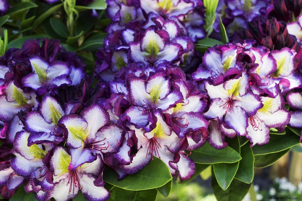 Happydendron: The Award-Winning Rhododendron Revolutionizing Easy Garden Care