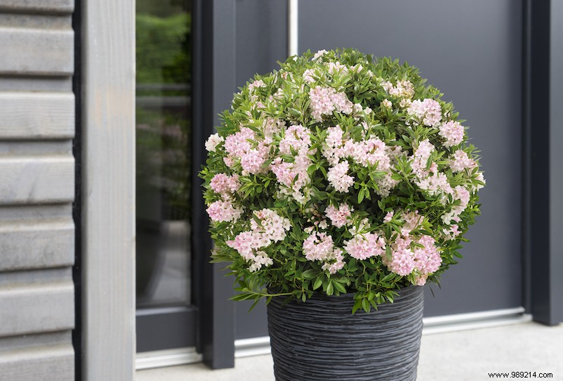 Bloombux: The Ideal Boxwood Alternative with Nectar-Rich Pink Flowers