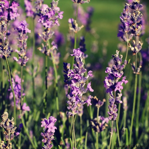 Expert Guide to Essential Oils: Safe Uses, Benefits, and Best Practices