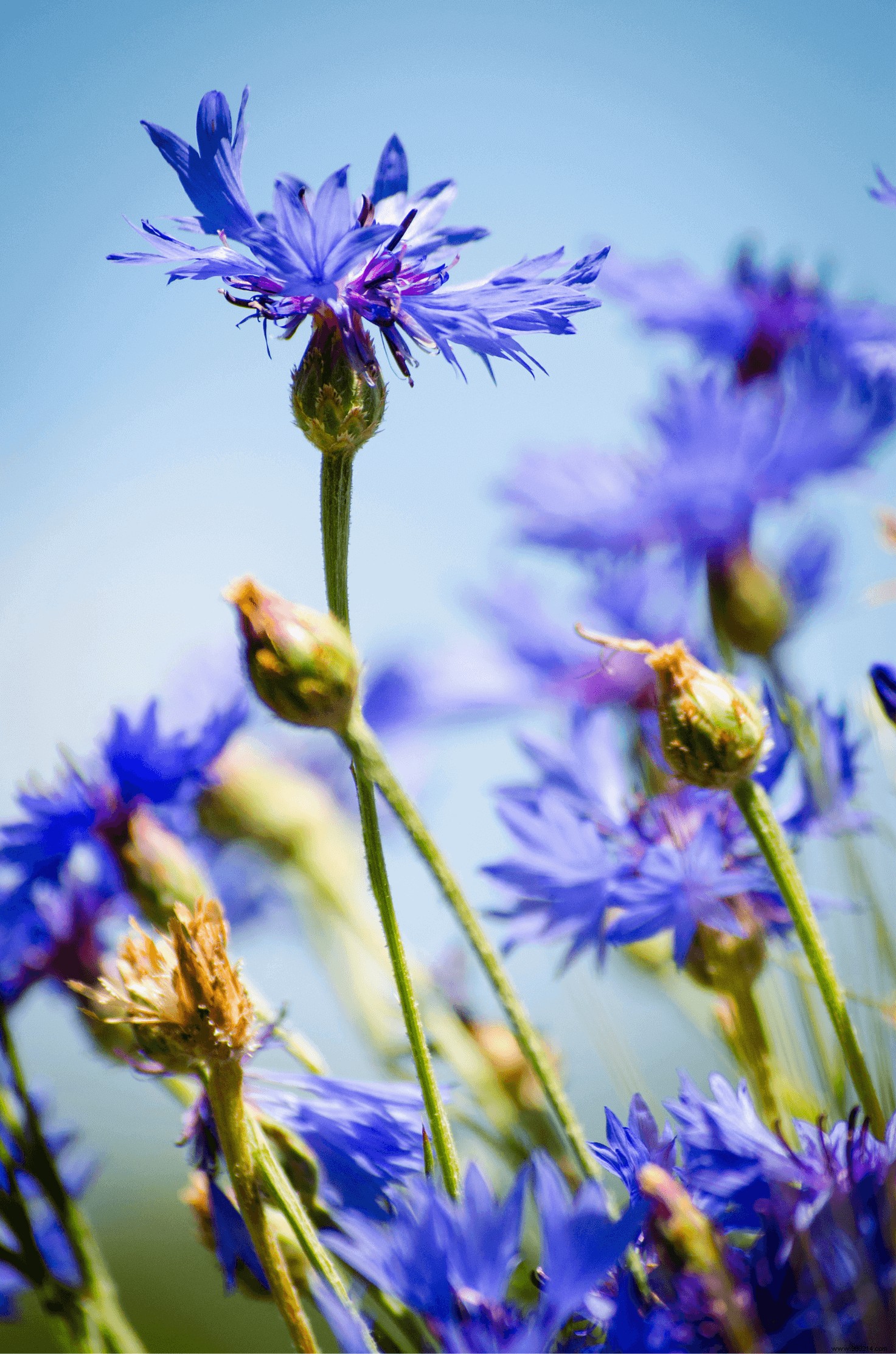 Natural Eye Care: Expert Tips to Reduce Dark Circles, Puffiness, and Wrinkles