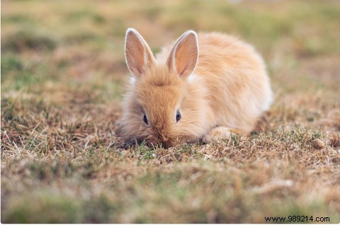 Nuoo s Beauty Advent Calendar: 24 Days of Ethical, Natural Surprises for Christmas