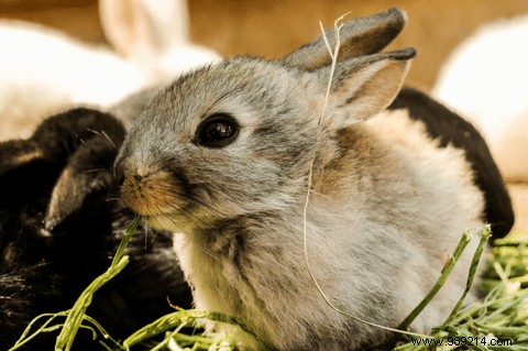 Why Choose Cruelty-Free Cosmetics? Expert Insights on Ethical Beauty