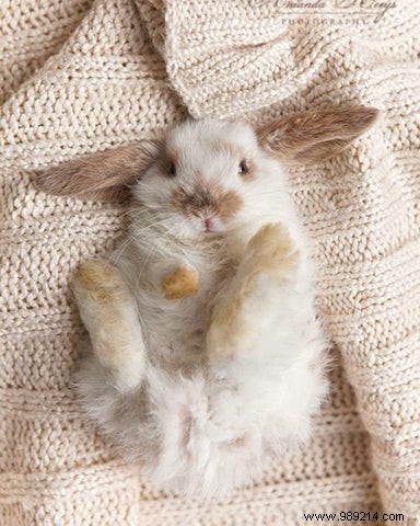 Cruelty-Free Certification Explained: Your Guide to Ethical Cosmetics