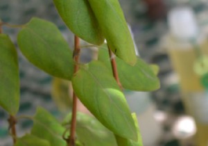 The Refreshing Verbena Scent: Ideal for Summer Wellness and Relaxation