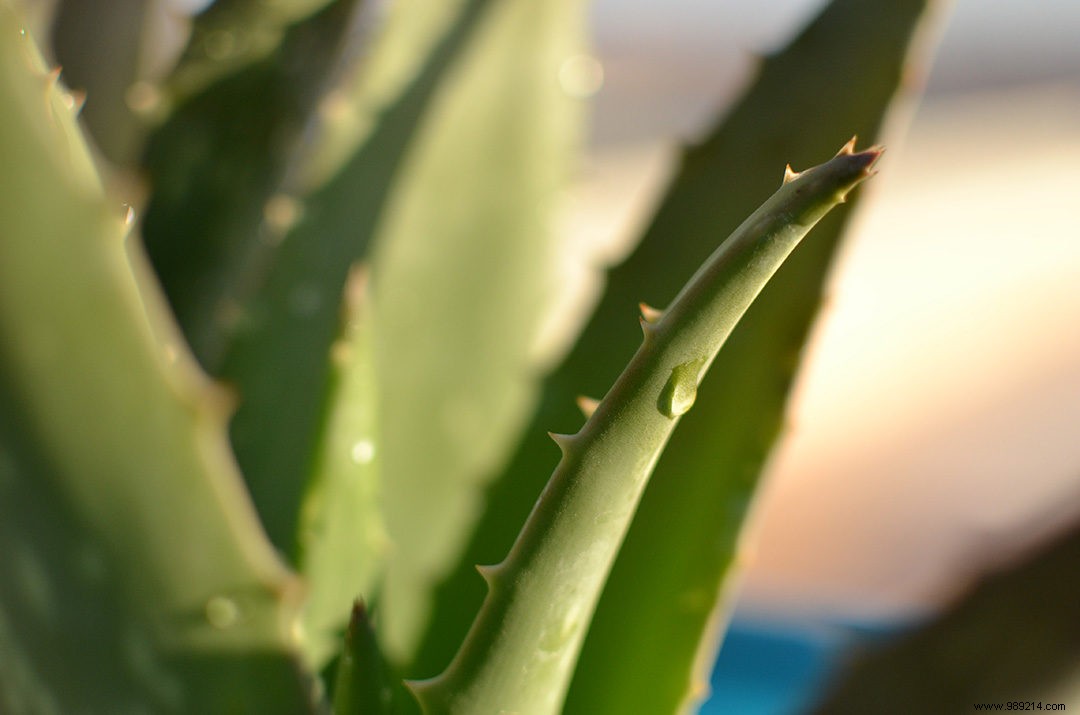 Unlock Aloe Vera s Proven Skin Benefits: Soothe, Hydrate, and Rejuvenate Naturally