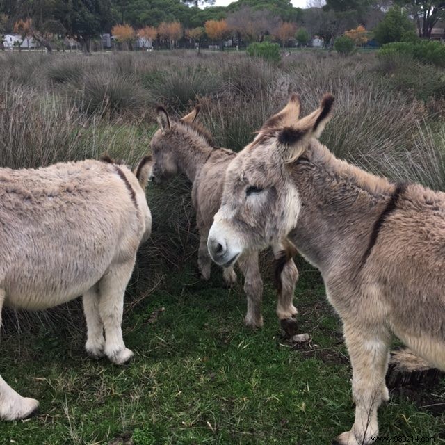 Family Escape South: Fresh Air, Remote Work, and Beach Adventures During Holidays