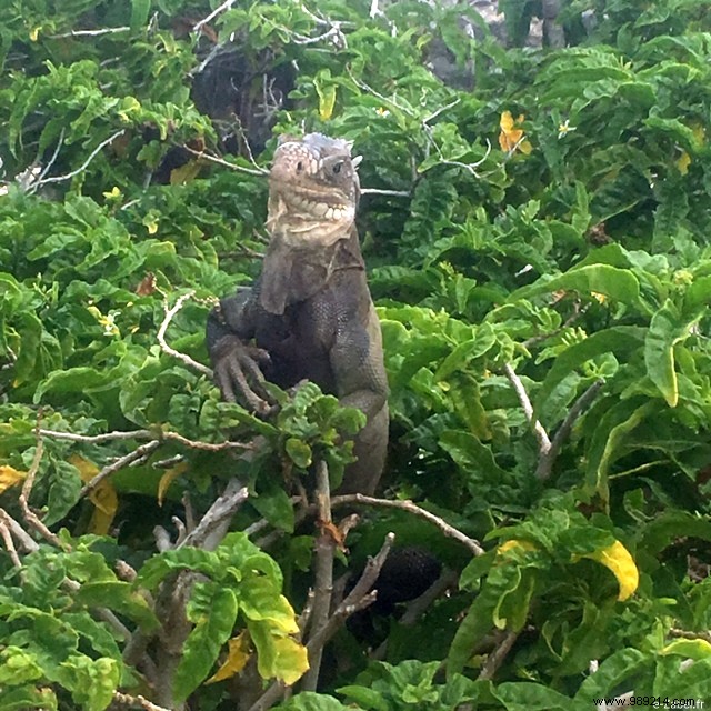 A Blissful Escape: 4 Days of Paradise in Guadeloupe