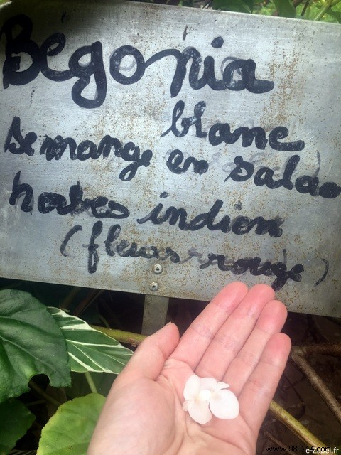 A Blissful Escape: 4 Days of Paradise in Guadeloupe