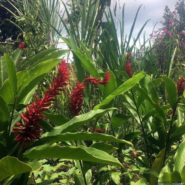 A Blissful Escape: 4 Days of Paradise in Guadeloupe