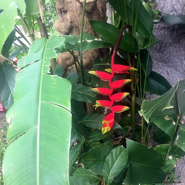 A Blissful Escape: 4 Days of Paradise in Guadeloupe