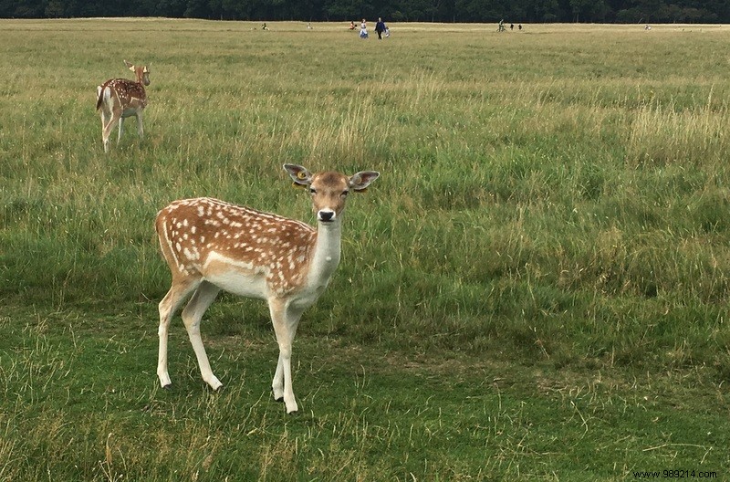 Family Road Trip in Ireland: Our 9-Day Itinerary, B&Bs, and Honest Tips