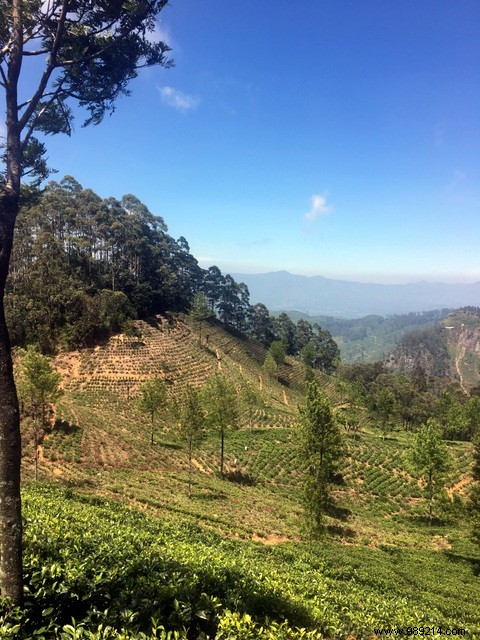 Family Trip to Sri Lanka: Honest Itinerary, Tips, and Recommendations from Real Parents