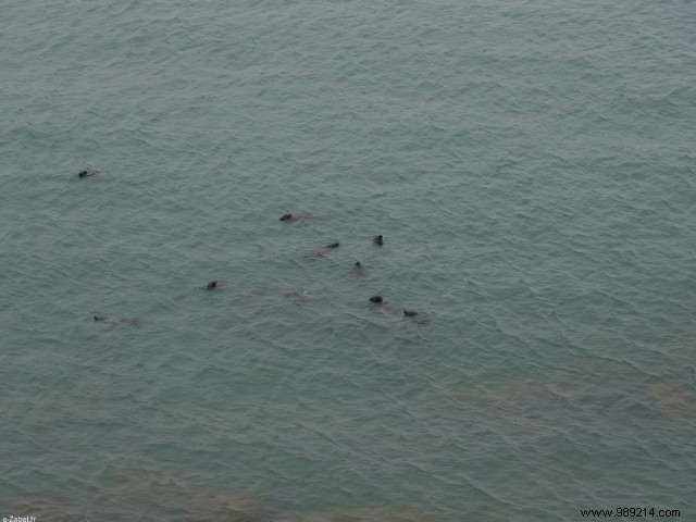 Family Weekend on France s Opal Coast: Beaches, Seals, and Charming Villages