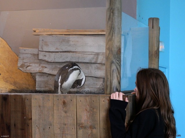 Family Weekend on France s Opal Coast: Beaches, Seals, and Charming Villages