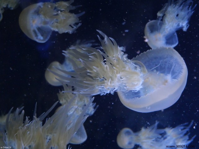 Family Weekend on France s Opal Coast: Beaches, Seals, and Charming Villages