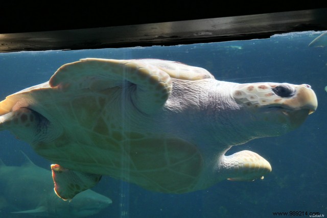 Family Weekend on France s Opal Coast: Beaches, Seals, and Charming Villages